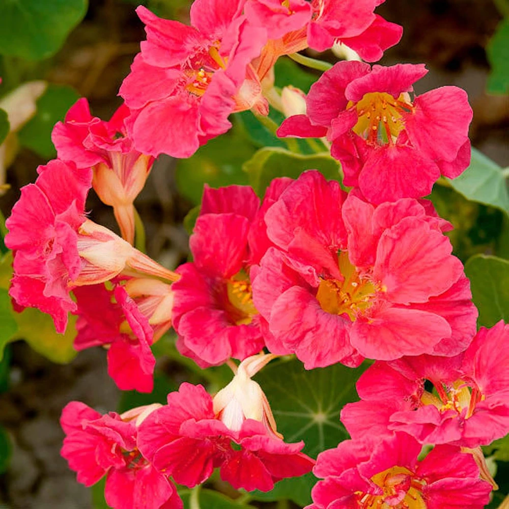 Nasturtium Cherry Rose Jewel Seeds - 30 Seed Pack - Full Sun - Image 1