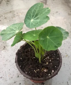 Nasturtium Live Plants - Annual Flowering Vines, 2-Pack, 4-6 Inch Tall in 4 Inch Pot for Outdoor Planting - Image 2