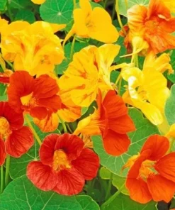 Nasturtium Live Plants - Annual Flowering Vines, 2-Pack, 4-6 Inch Tall in 4 Inch Pot for Outdoor Planting - Image 4