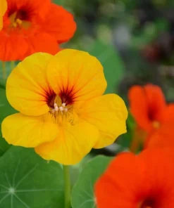 Nasturtium Live Plants - Annual Flowering Vines, 2-Pack, 4-6 Inch Tall in 4 Inch Pot for Outdoor Planting - Image 5