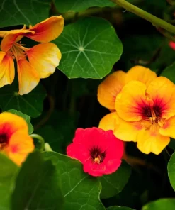 Nasturtium Live Plants - Annual Flowering Vines, 2-Pack, 4-6 Inch Tall in 4 Inch Pot for Outdoor Planting - Image 6