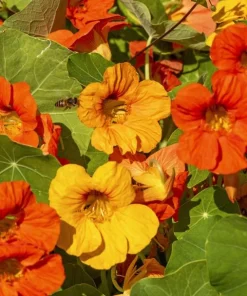 Nasturtium Live Plants - Annual Flowering Vines, 2-Pack, 4-6 Inch Tall in 4 Inch Pot for Outdoor Planting - Image 7