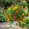 Nasturtium Live Plants - Annual Flowering Vines, 2-Pack, 4-6 Inch Tall in 4 Inch Pot for Outdoor Planting - Image 1