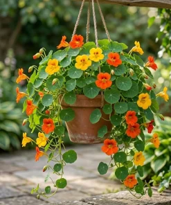 Nasturtium Live Plants - Annual Flowering Vines, 2-Pack, 4-6 Inch Tall in 4 Inch Pot for Outdoor Planting - Image 1