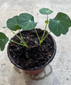 Nasturtium Live Plants - Annual Flowering Vines, 2-Pack, 4-6 Inch Tall in 4 Inch Pot for Outdoor Planting - Image 8