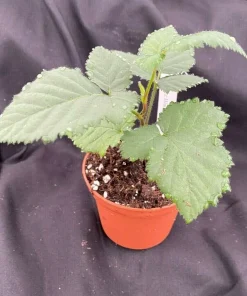 Natchez Thornless Blackberry Live Plant – 3 inch Pot – Outdoor Fruit Shrub - Image 2