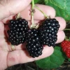 Natchez Thornless Blackberry Live Plant – 3 inch Pot – Outdoor Fruit Shrub - Image 1