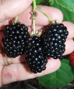 Natchez Thornless Blackberry Live Plant – 3 inch Pot – Outdoor Fruit Shrub - Image 1