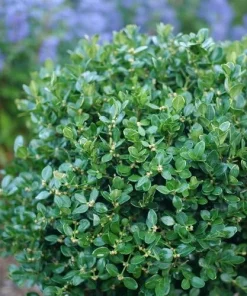 Neatball Boxwood Live Plant - Buxus microphylla - Hardy Evergreen Shrub - 4 inch Pot - Image 1