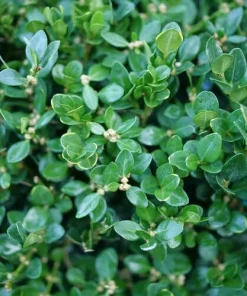 Neatball Boxwood Live Plant - Buxus microphylla - Hardy Evergreen Shrub - 4 inch Pot - Image 2