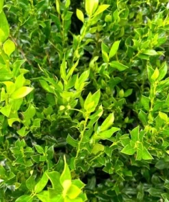 Needlepoint Holly Live Plant - Ilex Cornuta Shrub, 4-6