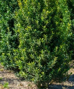 Needlepoint Holly Live Plant - Ilex Cornuta Shrub, 4-6