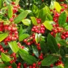 Needlepoint Holly Live Plant - Ilex Cornuta Shrub, 4-6" Tall in 3" Pot, Outdoor - Image 1