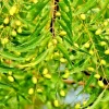 Neem Tree Plant or Seeds - Azadirachta indica Non-GMO Live Plant or Seed Options - Image 1
