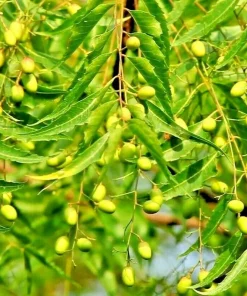 Neem Tree Plant or Seeds - Azadirachta indica Non-GMO Live Plant or Seed Options - Image 1