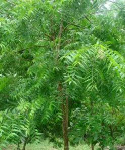 Neem Tree Plant or Seeds - Azadirachta indica Non-GMO Live Plant or Seed Options - Image 3