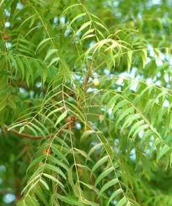 Neem Tree Seeds - Azadirachta Indica Non-GMO - 500+ Seed Pack - Indoor/Outdoor - Image 2