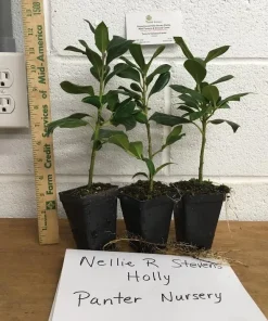 Nellie R. Stevens Holly Live Plant - 3 Pack, 2.5ft Pots, Evergreen Shrub for Privacy Screen - Image 3