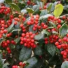 Nellie R. Stevens Holly Live Plant - Evergreen Tree for Hedges, 2.5 inch pot, 6-12 inches tall - Image 1