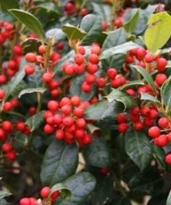 Nellie R. Stevens Holly Live Plant - Evergreen Tree for Hedges, 2.5 inch pot, 6-12 inches tall - Image 1