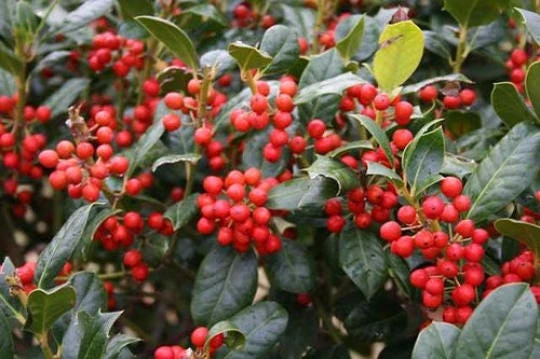 Nellie R. Stevens Holly Live Plant - Evergreen Tree for Hedges, 2.5 inch pot, 6-12 inches tall - Image 1
