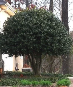 Nellie R. Stevens Holly Live Plant - Evergreen Tree for Hedges, 2.5 inch pot, 6-12 inches tall - Image 2