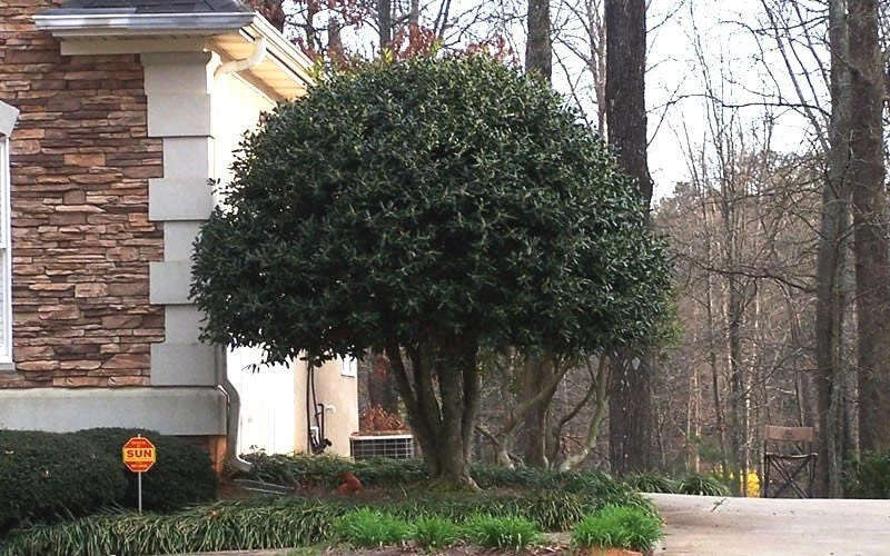 Nellie R. Stevens Holly Live Plant - Evergreen Tree for Hedges, 2.5 inch pot, 6-12 inches tall - Image 2