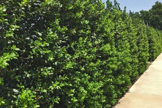 Nellie R. Stevens Holly Live Plant - Evergreen Tree for Hedges, 2.5 inch pot, 6-12 inches tall - Image 4