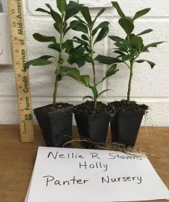 Nellie R. Stevens Holly Live Plant - Evergreen Tree for Hedges, 2.5 inch pot, 6-12 inches tall - Image 5
