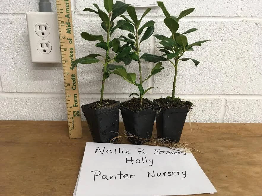 Nellie R. Stevens Holly Live Plant - Evergreen Tree for Hedges, 2.5 inch pot, 6-12 inches tall - Image 5