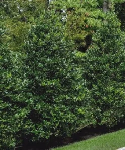 Nellie R. Stevens Holly Live Plant - Evergreen Tree for Hedges, 2.5 inch pot, 6-12 inches tall - Image 6