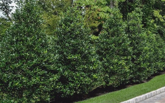 Nellie R. Stevens Holly Live Plant - Evergreen Tree for Hedges, 2.5 inch pot, 6-12 inches tall - Image 6
