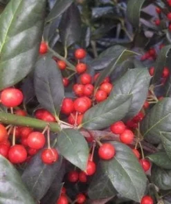 Nellie R. Stevens Holly Live Plant - Evergreen Tree for Hedges, 2.5 inch pot, 6-12 inches tall - Image 7
