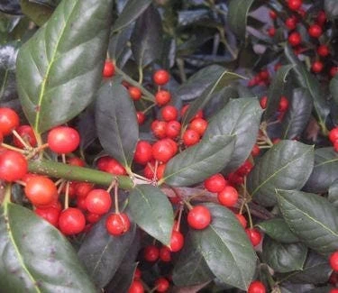 Nellie R. Stevens Holly Live Plant - Evergreen Tree for Hedges, 2.5 inch pot, 6-12 inches tall - Image 7