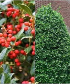 Nellie R. Stevens Holly Live Plant - Evergreen Tree for Hedges, 2.5 inch pot, 6-12 inches tall - Image 8
