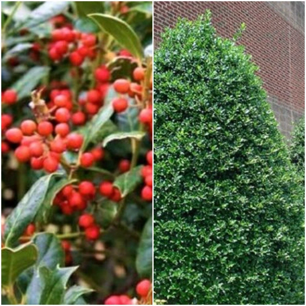 Nellie R. Stevens Holly Live Plant - Evergreen Tree for Hedges, 2.5 inch pot, 6-12 inches tall - Image 8