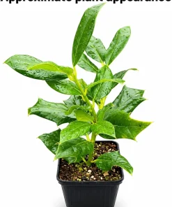 Nellie R. Stevens Holly Shrub Live Plant - 6-12