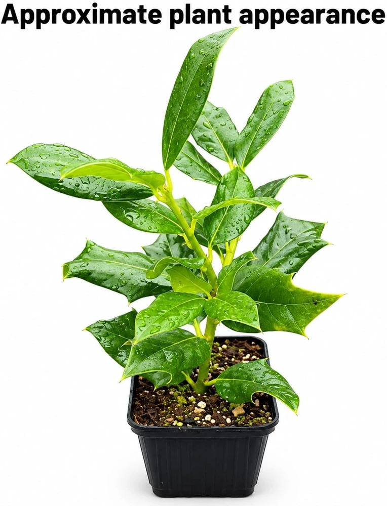 Nellie R. Stevens Holly Shrub Live Plant - 6-12" Tall in 3" Pot - Evergreen Privacy Hedge - Image 3