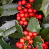 Nellie R. Stevens Holly Shrub Live Plant - 6-12" Tall in 3" Pot - Evergreen Privacy Hedge - Image 1
