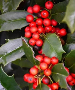 Nellie R. Stevens Holly Shrub Live Plant - 6-12