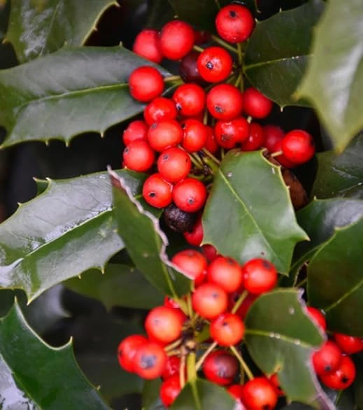 Nellie R. Stevens Holly Shrub Live Plant - 6-12" Tall in 3" Pot - Evergreen Privacy Hedge - Image 1