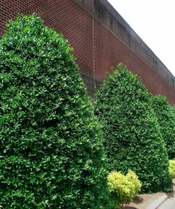 Nellie R. Stevens Holly Shrub Live Plant - 6-12