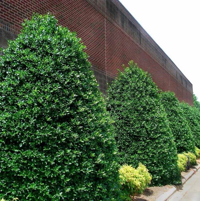 Nellie R. Stevens Holly Shrub Live Plant - 6-12" Tall in 3" Pot - Evergreen Privacy Hedge - Image 4