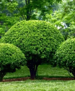Nellie R. Stevens Holly Shrub Live Plant - 6-12