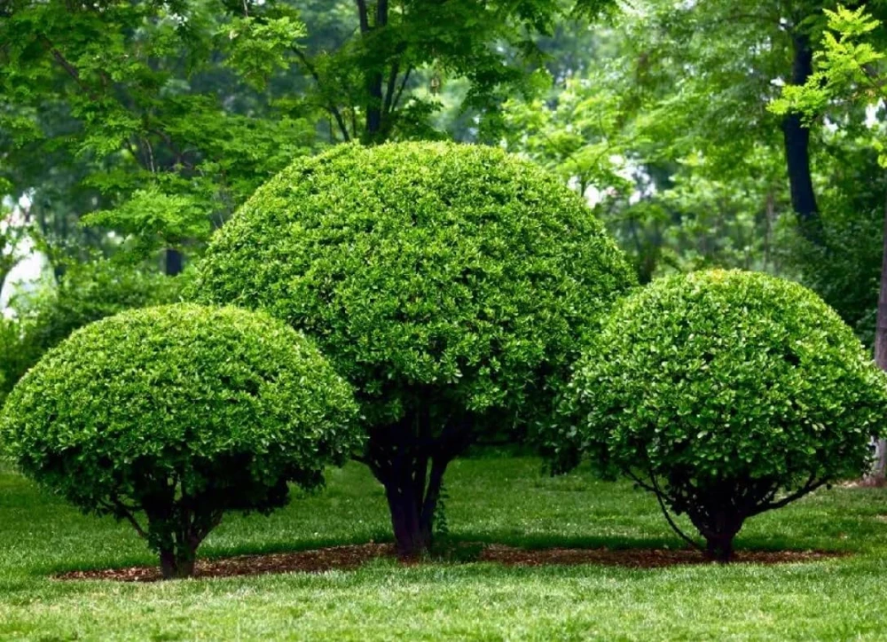 Nellie R. Stevens Holly Shrub Live Plant - 6-12" Tall in 3" Pot - Evergreen Privacy Hedge - Image 5