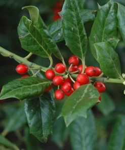 Nellie R. Stevens Holly Shrub Live Plant - 6-12