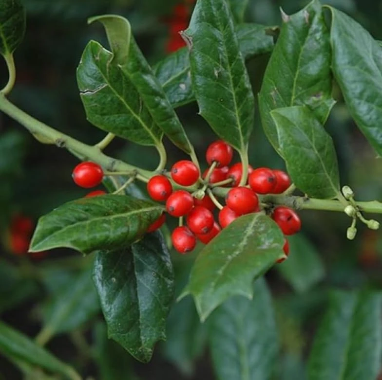 Nellie R. Stevens Holly Shrub Live Plant - 6-12" Tall in 3" Pot - Evergreen Privacy Hedge - Image 6