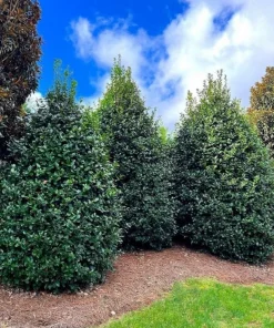 Nellie R. Stevens Holly Shrub Live Plant - 6-12