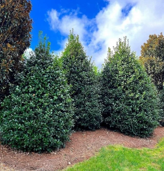 Nellie R. Stevens Holly Shrub Live Plant - 6-12" Tall in 3" Pot - Evergreen Privacy Hedge - Image 7