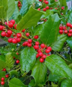 Nellie R. Stevens Holly Shrub Live Plant - 6-12